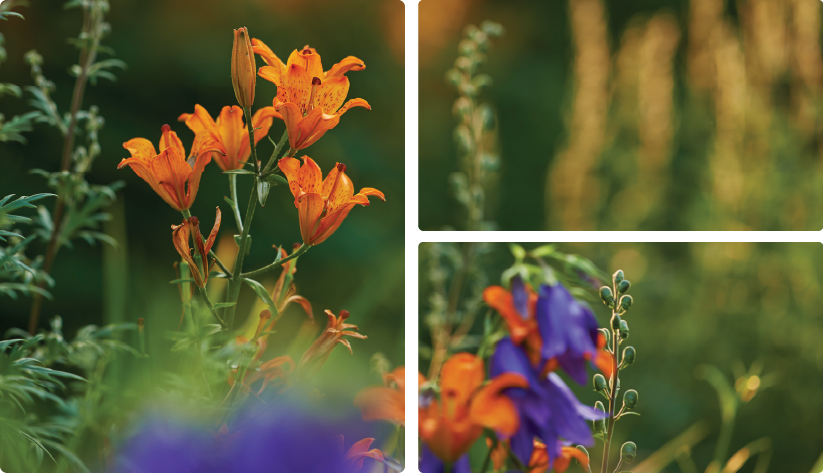 A three panel floral collage featuring vibrant orange lilies and purple bellflowers The large left panel shows a cluster of orange lilies in full bloom against a soft green background The top right panel is a soft focus close up of golden stalks and the bottom right panel shows a mix of purple and orange wildflowers with green buds